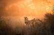 zebra at sunset in Kruger National Park, south Africa 