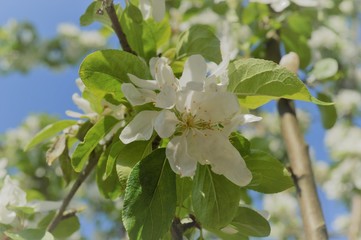 Wall Mural - apple tree blossom