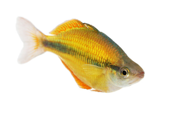 Lake Tebera rainbowfish Aquarium fish Melanotaenia herbertaxelrodi	
