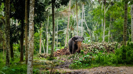 Adult indian elephant walking in wild tropical jungle forest and eating leaves