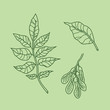 Simple line drawing of ash tree branch leaf and keys