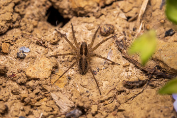 Wall Mural - spider on the ground