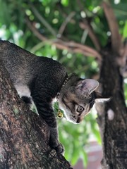 cat on a tree