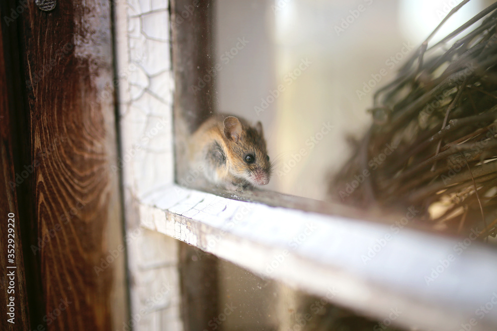 hidden pictures mouse house