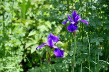 Two Purple Siberian Irises