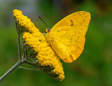 Cloudless Sulphur Butterfly (Phoebis Sennae), Dunwoody, GA