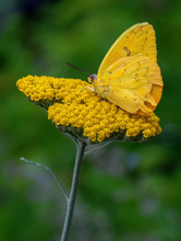 Cloudless Sulphur Butterfly (Phoebis Sennae), Dunwoody, GA