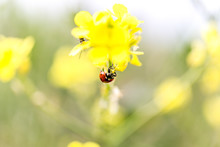Close Up Photograph Of A Ladybug On A Bright Yellow Wildflower With A Softly Blurred Background. Selective Focus And Free Space For Text.