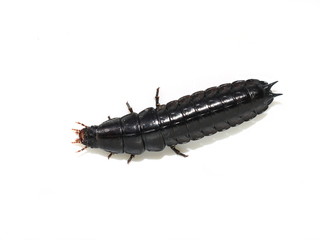 black shiny larva from ground beetle isolated on white background