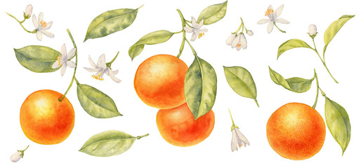 watercolor drawing branches of orange tree