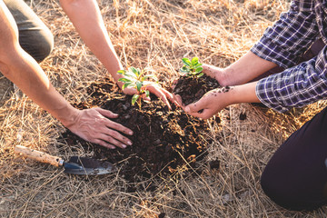 Wall Mural - Hand of people helping plant the seedlings tree to preserve natural environment while working save world together, Earth day and Forest conservation concept