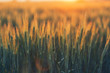 Green wheat field in a golden sunset. Frontal view with an optical flare effect