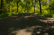 asfaltowa jezdnia w cieniu drzew