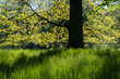 oświetlona promieniami słońca trawa z drzewem w tle