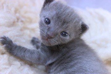 Wall Mural - ADORABLE GRAY SHORT HAIRED KITTEN