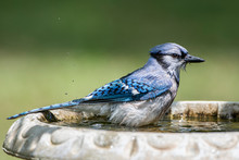Side View Of Blue Jay Bathing In Bird Bath In South Central Louisiana In Spring