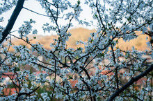 In The Spring, An Old Village Has A Rest From Tourists. Flowering Trees Rustle Gently In Silence And A Mountain River Gurgles On Stones.     