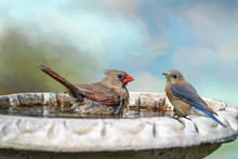 Female Northern Cardinal And Female Eastern Bluebird Enjoying Bird Bath In Louisiana In Spring Time