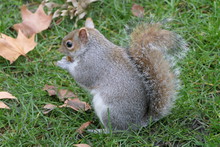 Squirrel Nibbling With Relish On A Walnut
