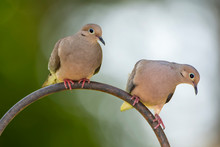 Pair Of Mourning Doves Perched On Shepherd's Hook In Backyard Garden