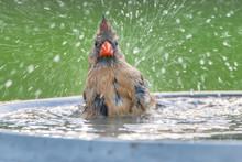 Female Northern Cardinal Splashing In Bird Bath In Louisiana In Late Spring