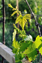 Close-up Of  Grape Vine Before The  Flowering, Grapes In Summer Day, Backlit