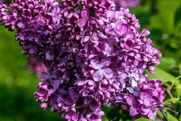 Wall Mural - Bunch of Lilac Flowers. Close-up.