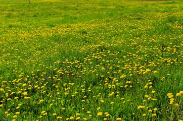 Wall Mural - dandelions in the meadow in may