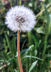 Dandeliion flower with fluffy head. Concept of environment care and ecology. Wonderful natural beauty. Spring coming.