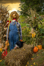 Vertical Photo Scarecrow Holding Rack In Fall Harvest Garden. Scarecrow Dressed In Blue Denim Overall Jeans.