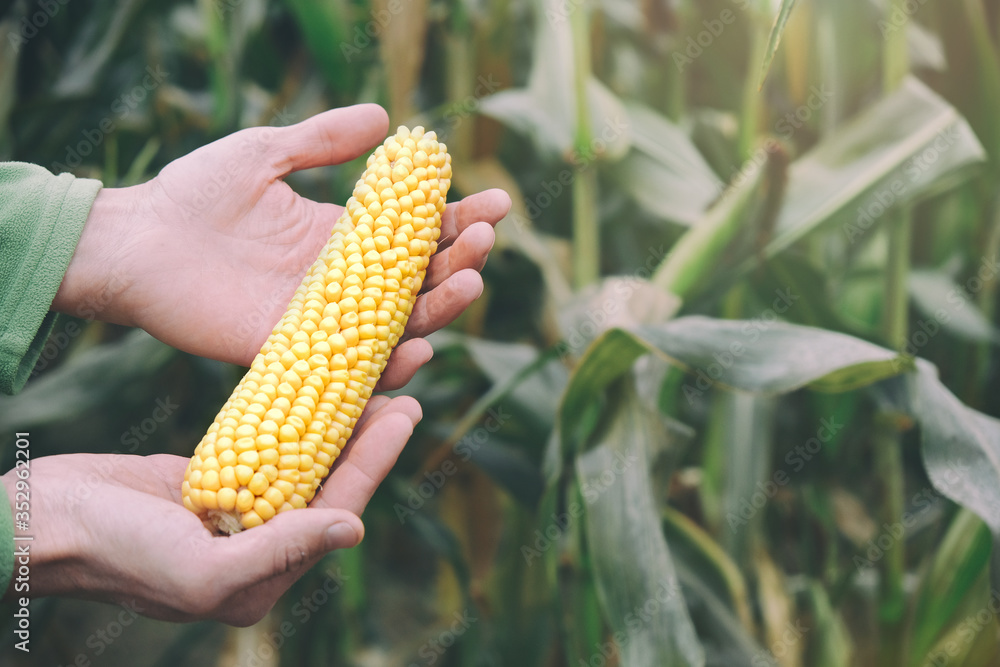 Farmer's hands holding fresh harvested yellow corn cob on autumn cornfield background. Sustainable food, local farming. Copy space. - obrazy, fototapety, plakaty 