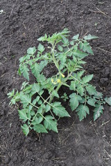 Sticker - Tomato Plant Start