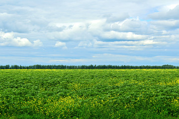 Poster - Summer landscape with fields under the blue sky.