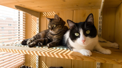 Two beautiful young cats are lying on the balcony. The rest of the animals. A shelter for homeless animals. The blinds on the window