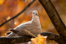 Turtledoves (Eurasian Collared)  On A Tree In Full Autumn