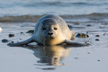 Common Seal Known Also As Harbour Seal (Phoca Vitulina) Pup Lying On The Beach. Helgoland, Germany