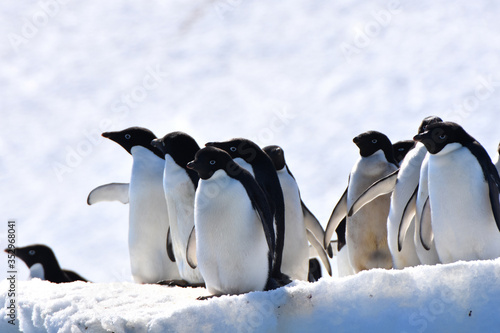 Photo Adelie penguins (Hope Bay, Antarctica)