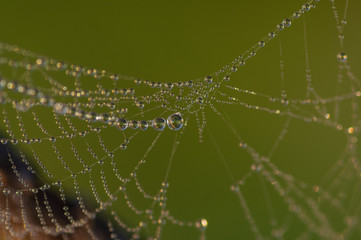  Closeup of beautiful lace of spider web covered by morning dew drops against blurry green background 
