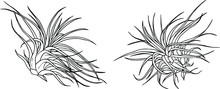 Air Plant Line Drawing - Vector Illustration Clipart