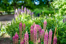 Amazing Pink Flowers Of  Lupin Flowers In Krasnogorsk At Summer