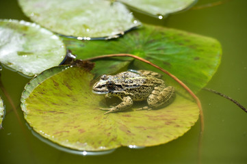 Green frog sits on a water Lily leaf in a pond.Beautiful nature.  