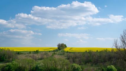 Blooming rapeseed field on a sunny day. Yellow rapeseed flower field and blue sky in Ukraine. Plant for green energy