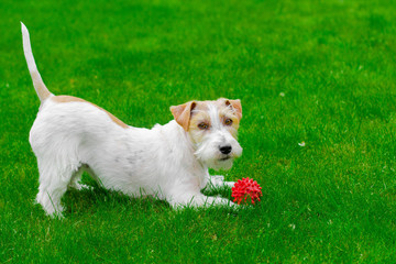 White an brown Jack Russell Terrier playing on green grass in the back yard. Adorable cute little dog in the park playing with red ball. Copy space white dog. Domestic animal.