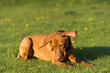 © fotodrobik - The Hungarian pointer in flight catches treats thrown by the trainer during a short rest.