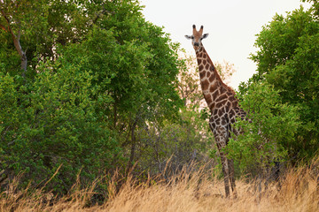 Wall Mural - Beautiful giraffe in the African bush.