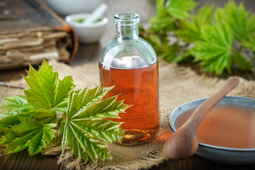 Wall Mural - bottle of maple syrup or healthy tincture, saucer of syrup and fresh green maple leaves.