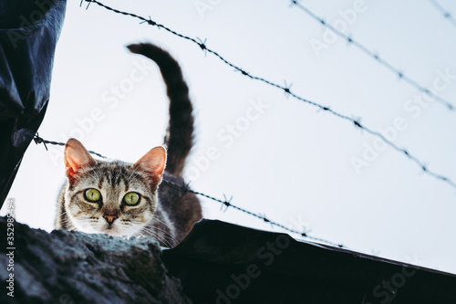 Photographie Portrait d'un jeune chat tigré au regard curieux