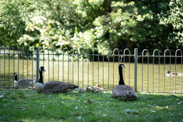 Goose family with three goslings near the pond