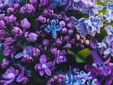 Fototapeta Kwiaty - Lilac pattern Close up photo Full bloom lilac flowers in different colors