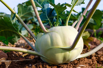 Poster - Green Kohlrabi ( German turnip cabbage ) in garden bed in vegetable field. Kohlrabi cabbage plant ready to harvest, fresh and ripe.